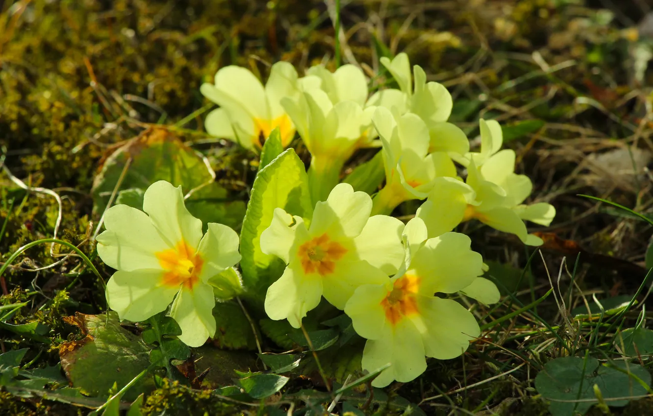 Фото обои spring, primroses, blooming