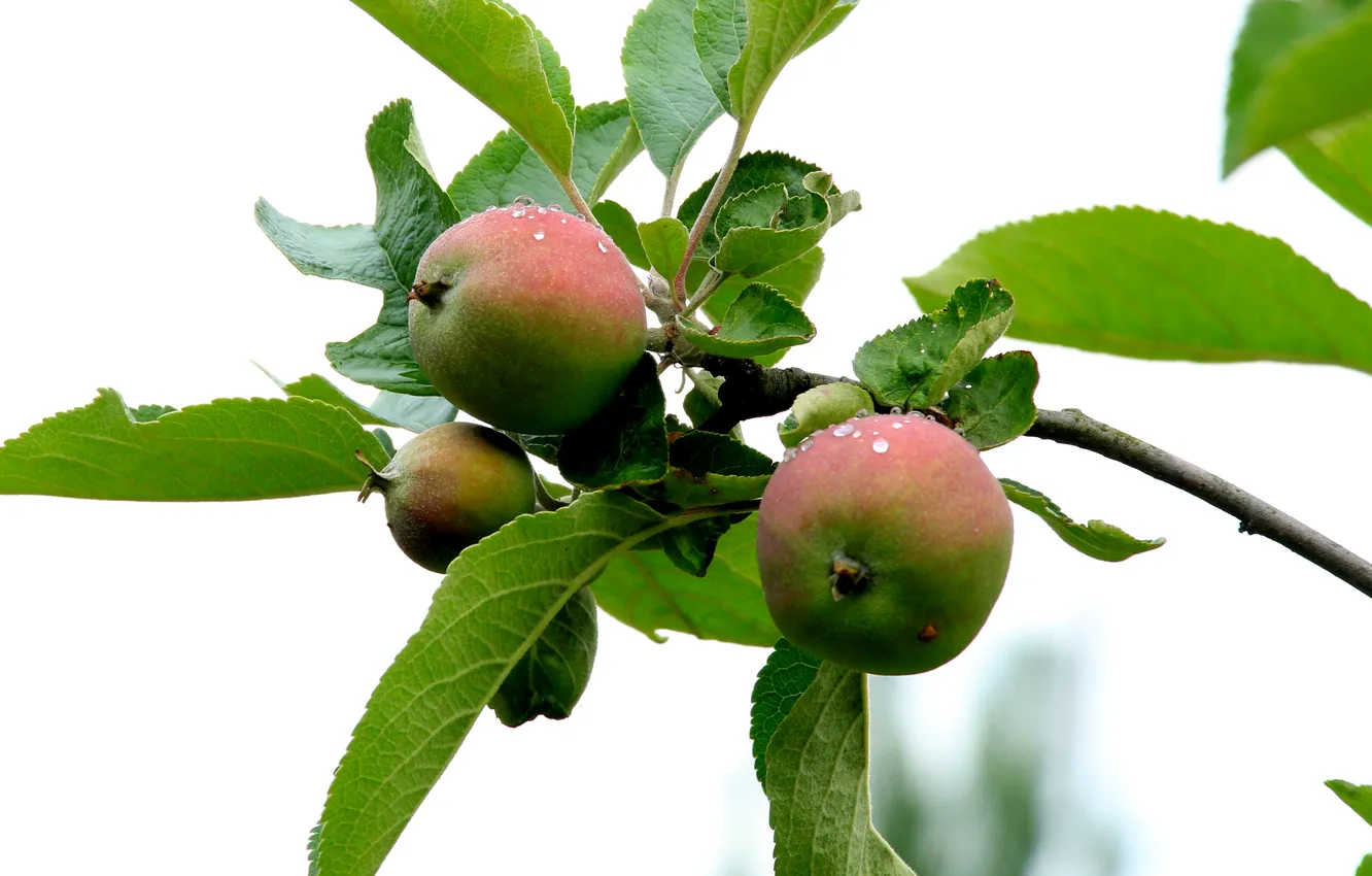 Фото обои apple, fruit, twig