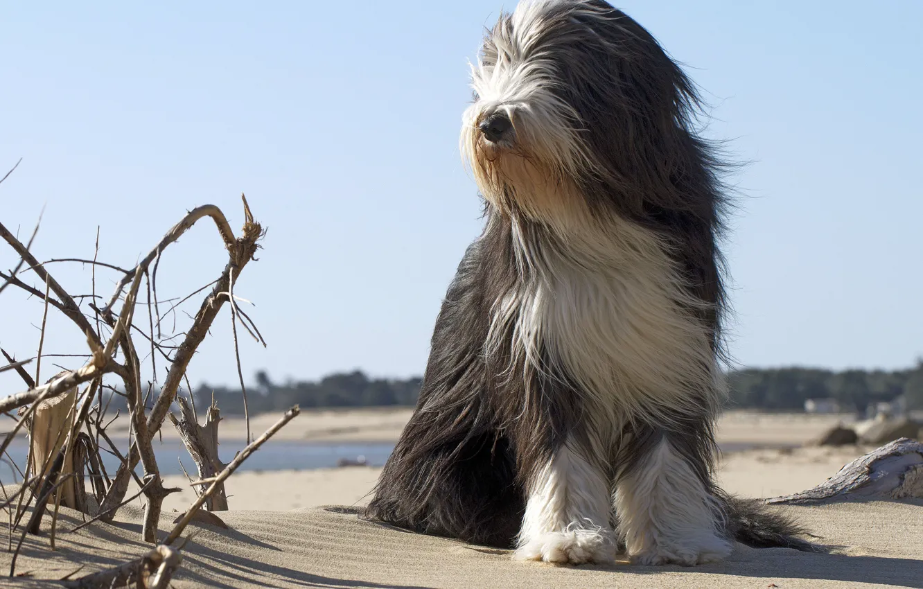 Фото обои пляж, друг, собака, пёс