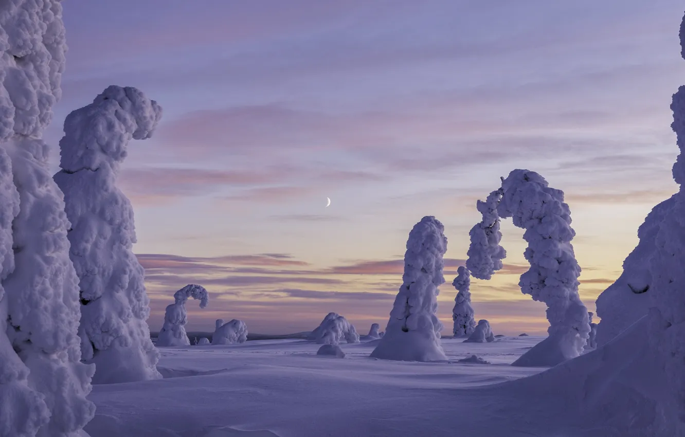 Фото обои зима, снег, деревья, пейзаж, природа, месяц, утро, Финляндия