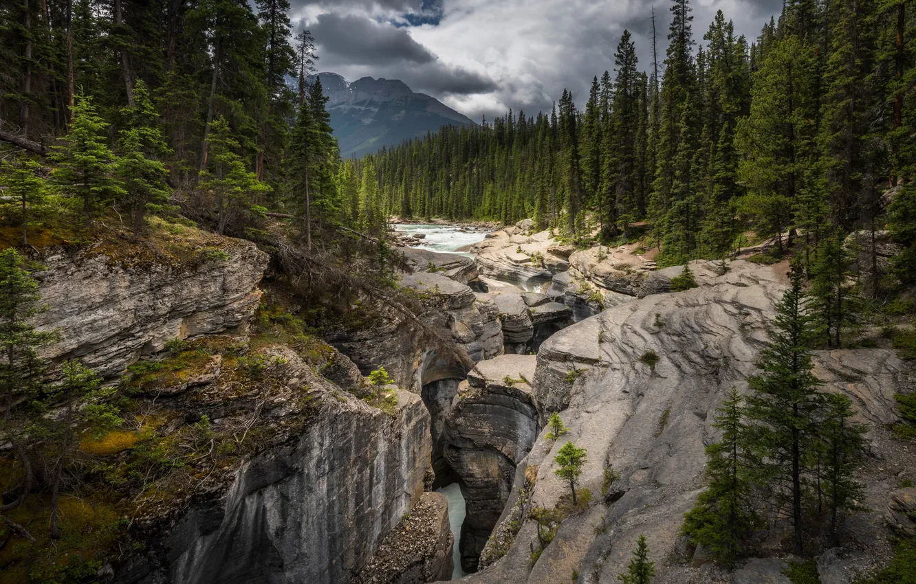 Фото обои Горы, Скала, Каньон, Канада, Ель, Mistaya Canyon