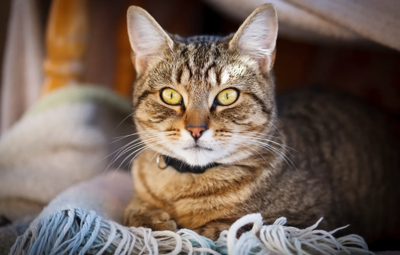 Фото обои кошка, кот, портрет, шарф, лежит