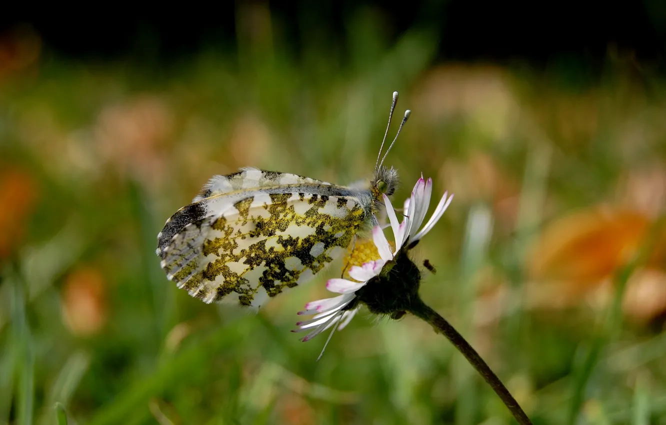 Фото обои природа, макросьемка, бабочка