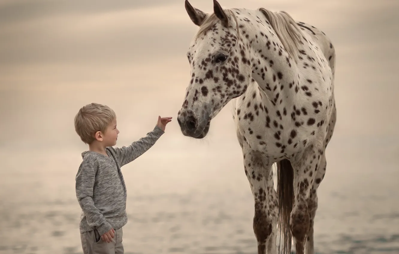 Фото обои фон, конь, мальчик