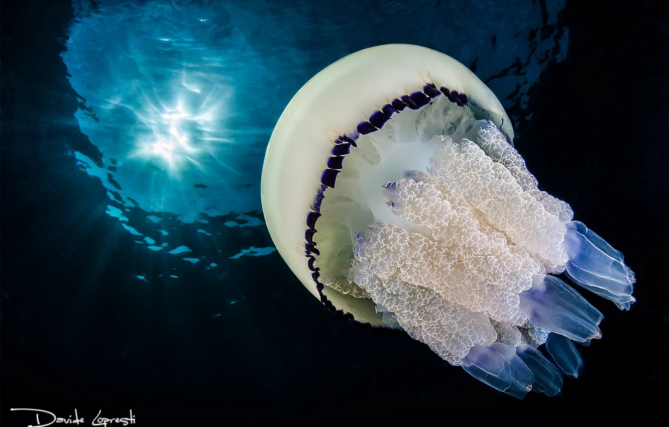 Фото обои море, океан, медузы, подводный мир