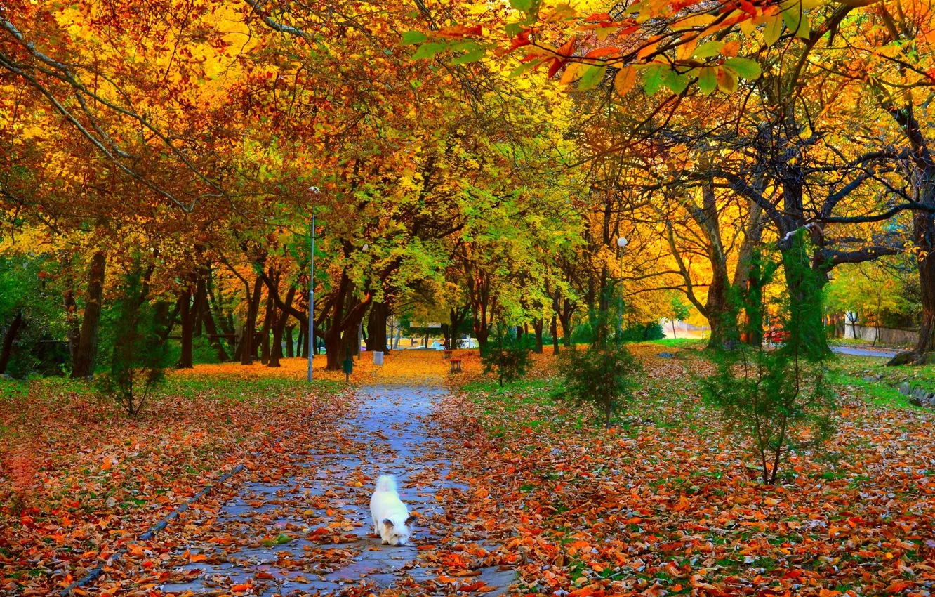 Фото обои осень, листья, деревья, парк, Nature, аллея, листопад, собачка