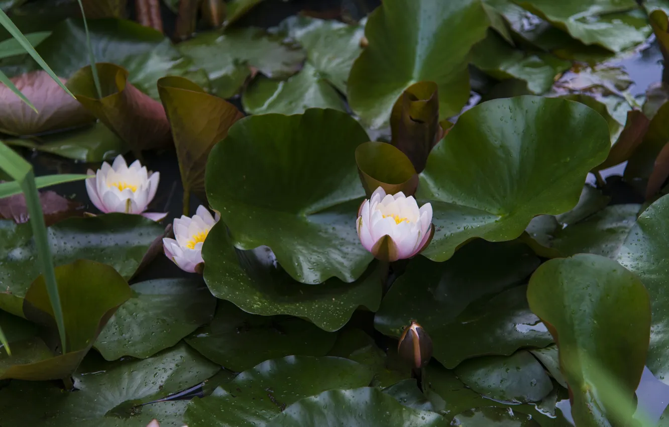 Фото обои листья, розовые, нимфея