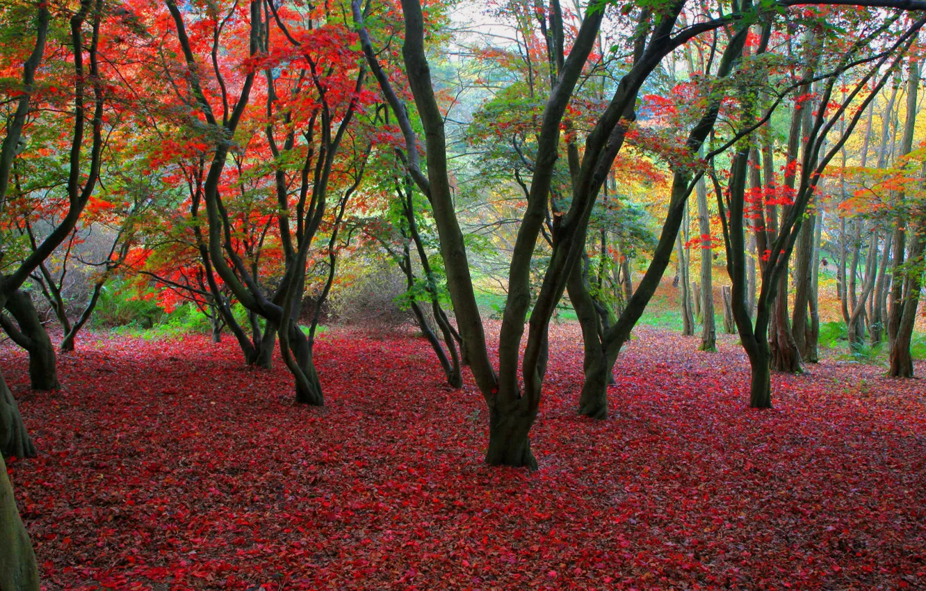 Фото обои осень, деревья, листва