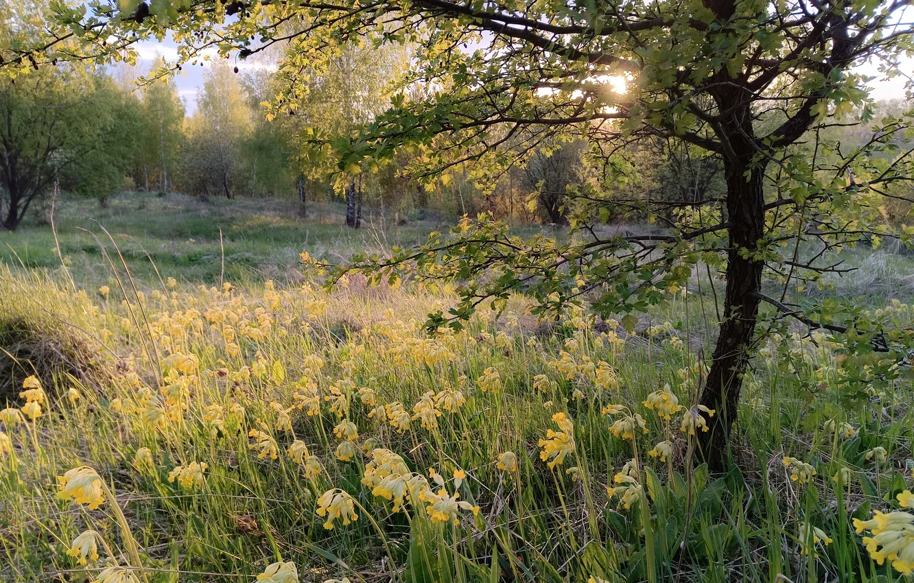 Фото обои зелень, поле, лес, солнце, свет, цветы, ветки, природа