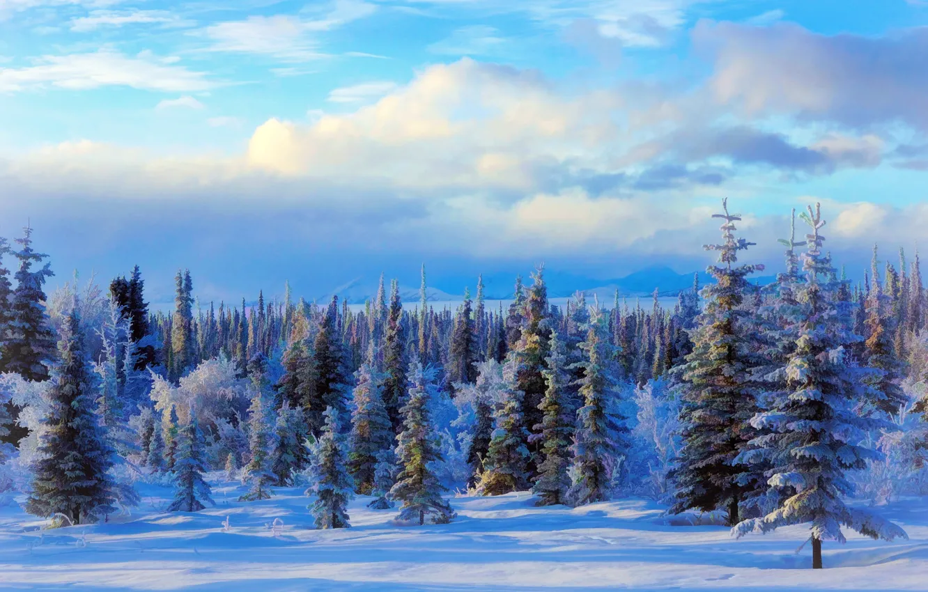 Фото обои зима, снег, деревья, пейзаж, Природа, USA, Alaska, живопись