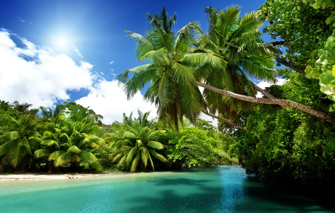 Фото обои море, солнце, тропики, пальмы, океан, summer, beach, sea