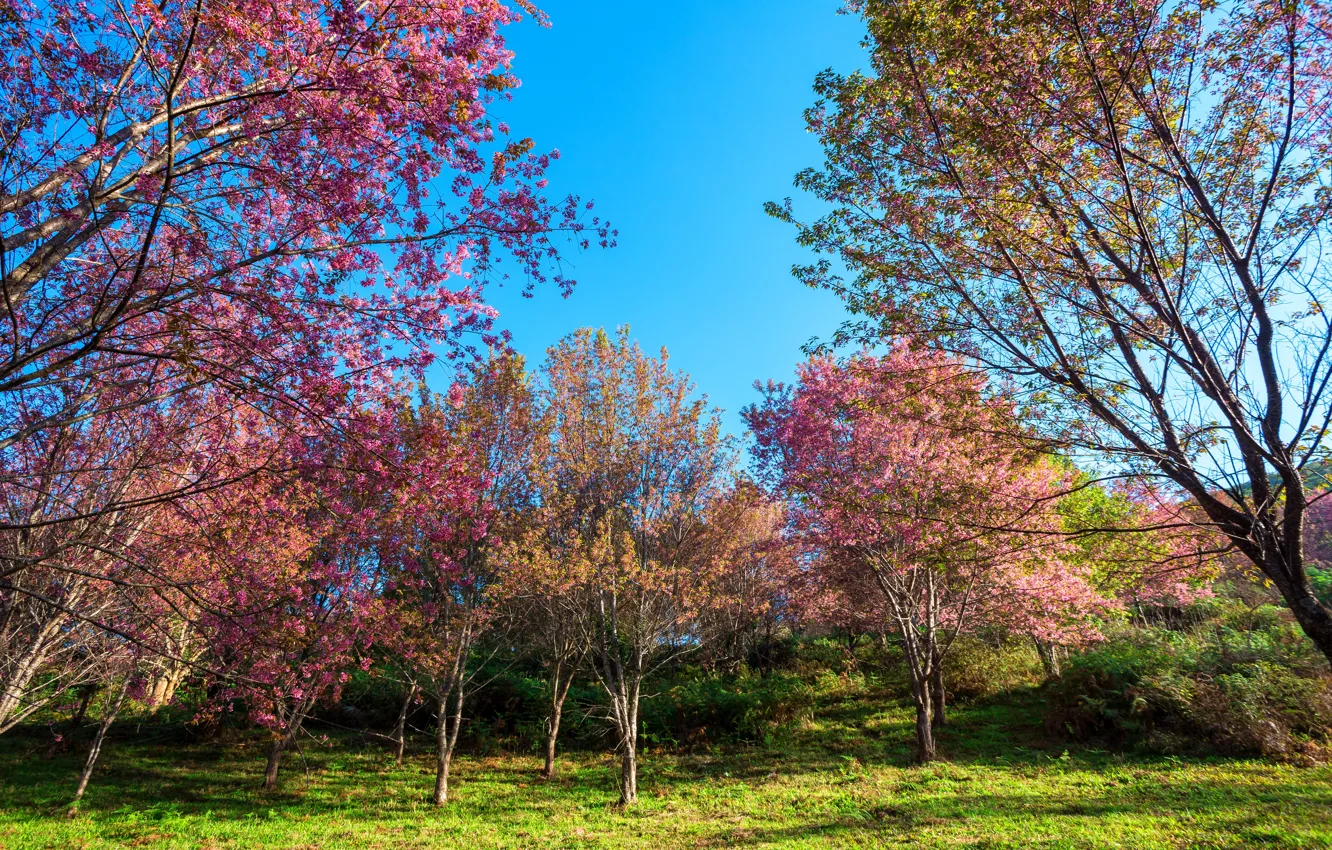 Фото обои деревья, ветки, парк, весна, сакура, цветение, nature, pink