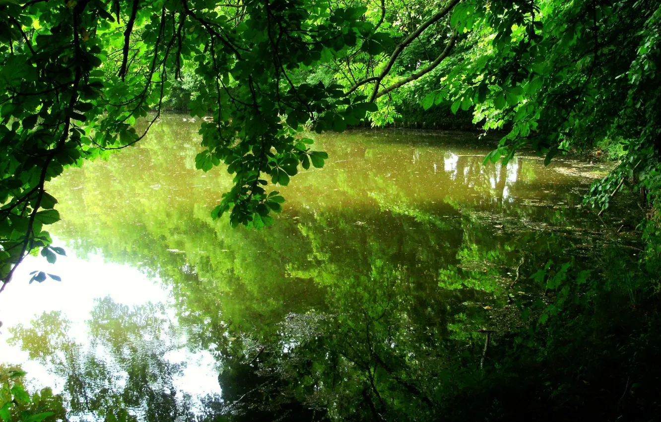 Фото обои листья, деревья, отражение, водоём