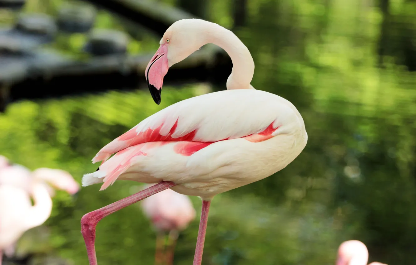 Фото обои розовый, перья, фламинго