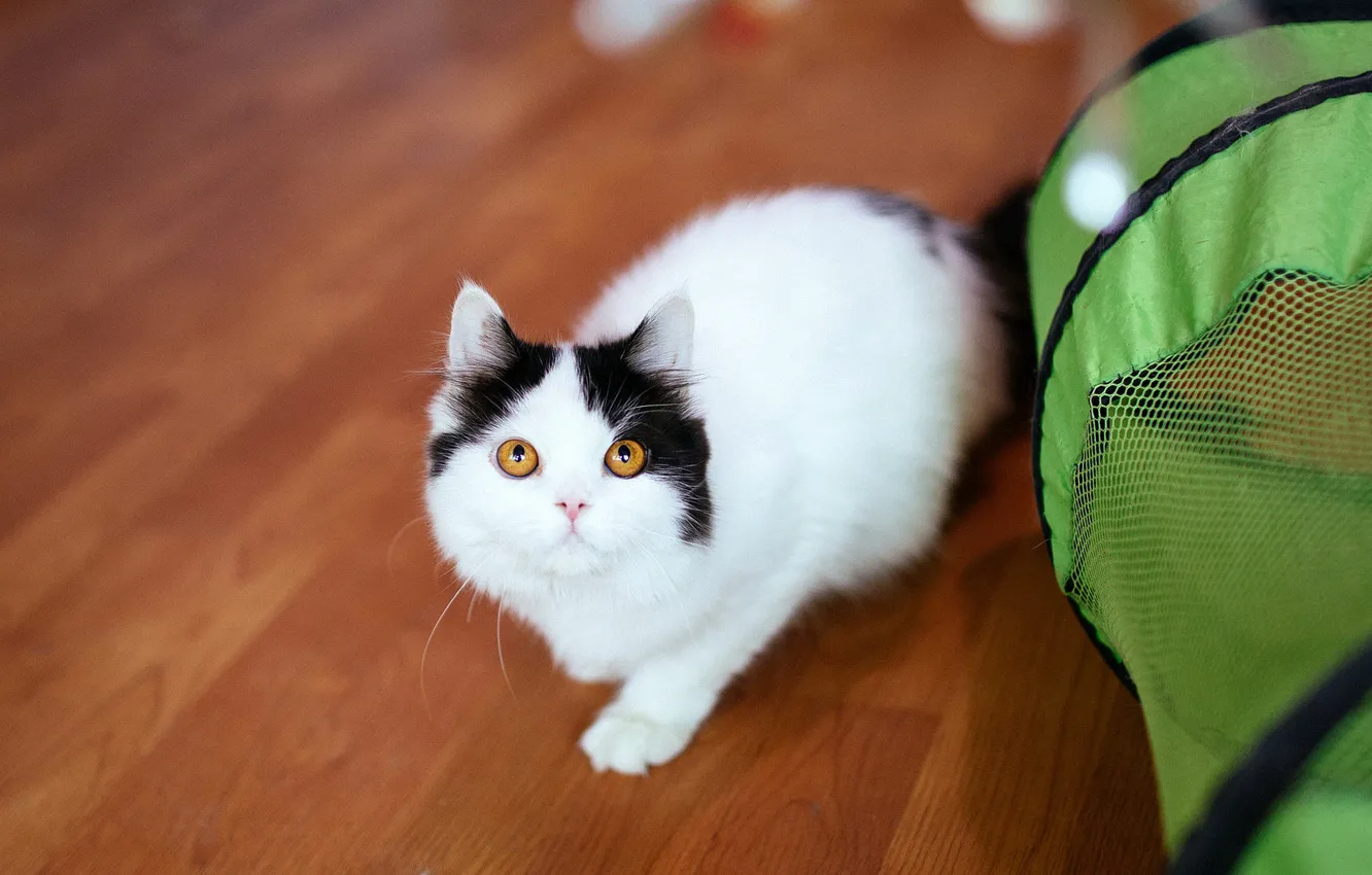 Фото обои кошка, взгляд, поза, зеленый, котенок, черно-белый, корзина, малыш
