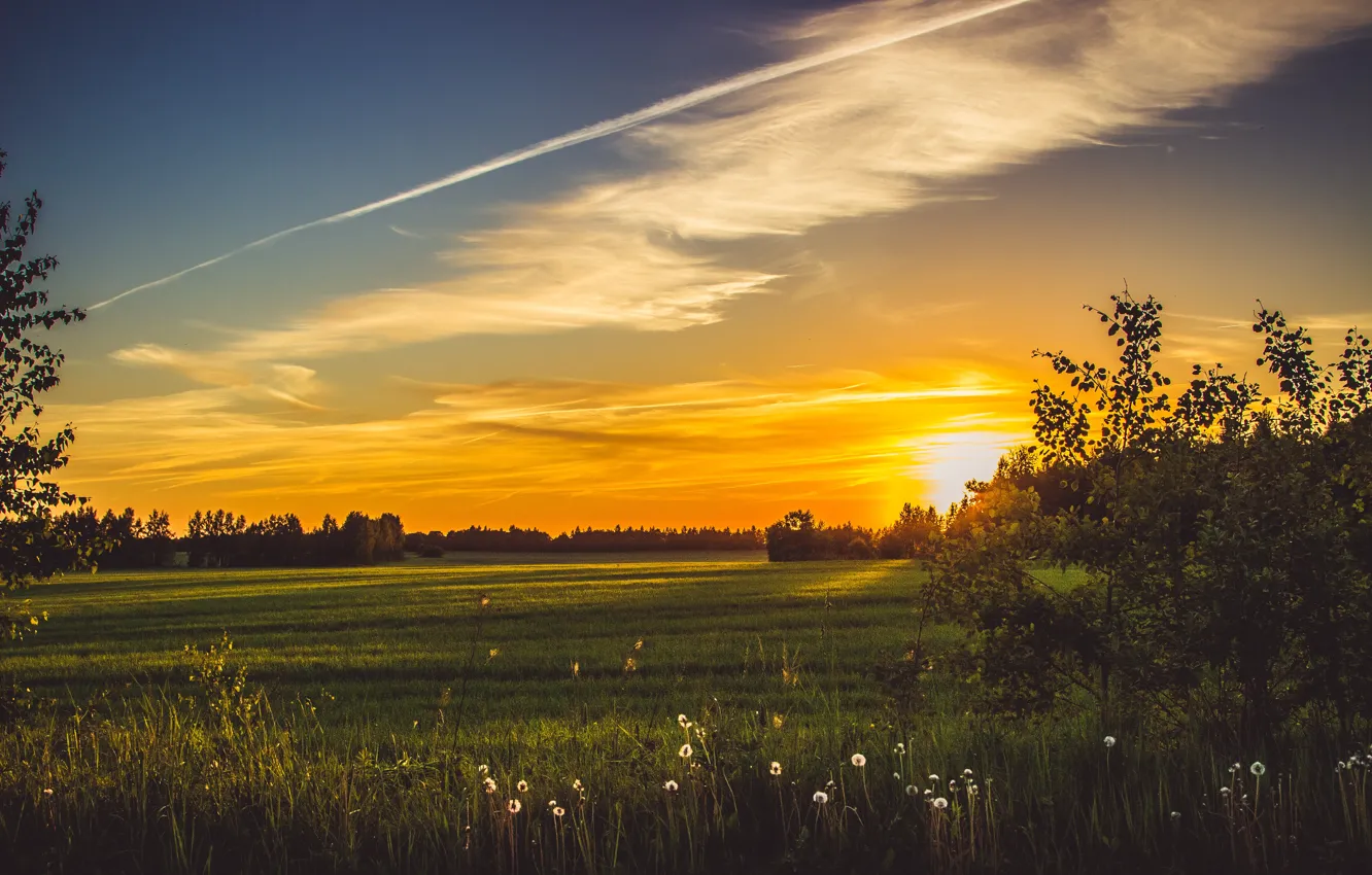 Фото обои поле, лето, небо, трава, солнце, весна, смоленск