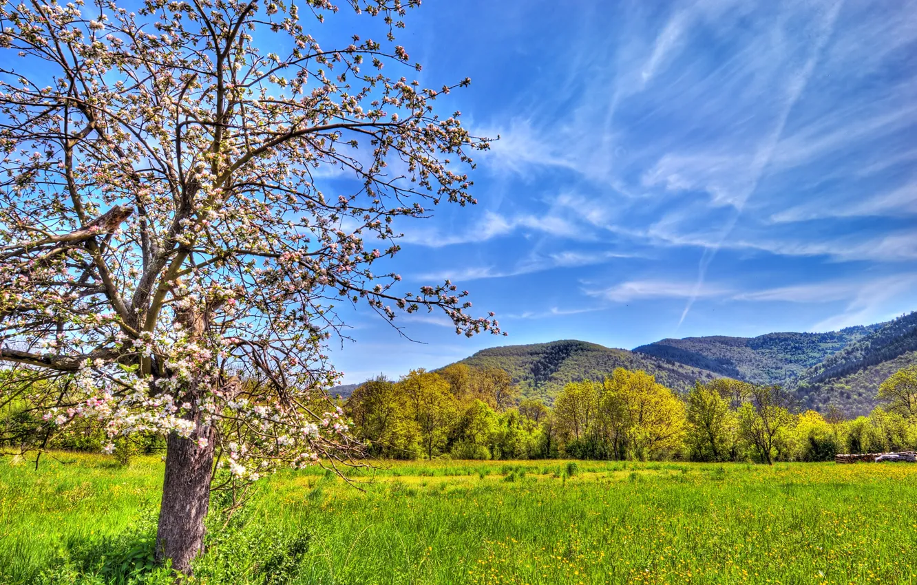 Фото обои поле, небо, горы, природа, цвет, весна, яблоня