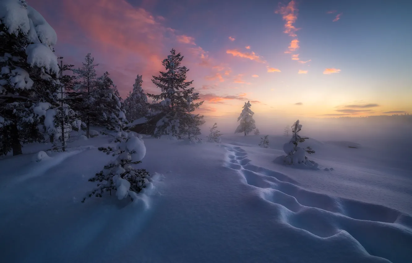 Фото обои зима, снег, деревья, следы, Норвегия, сугробы, Norway, Рингерике