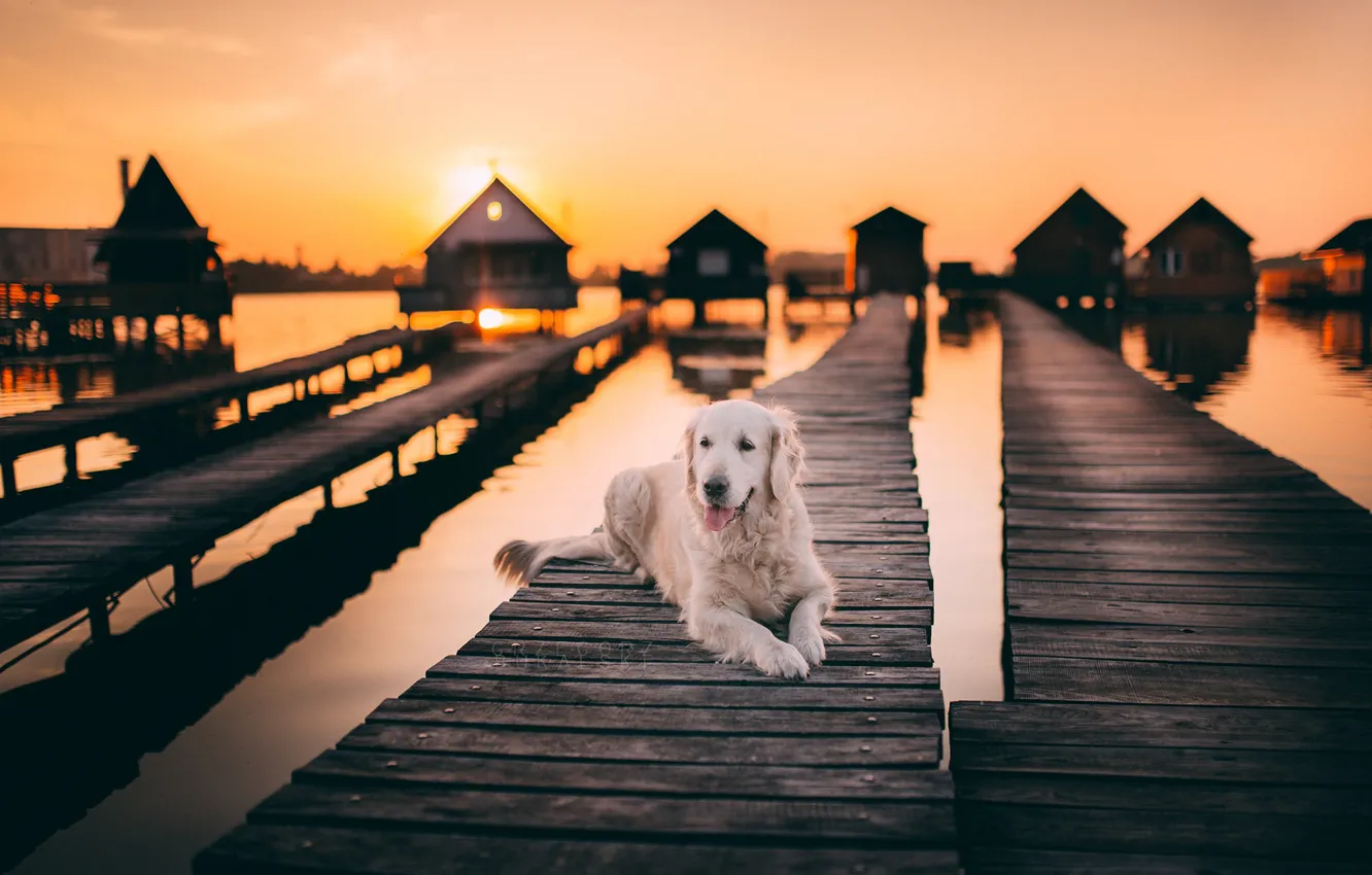 Фото обои мост, друг, собака