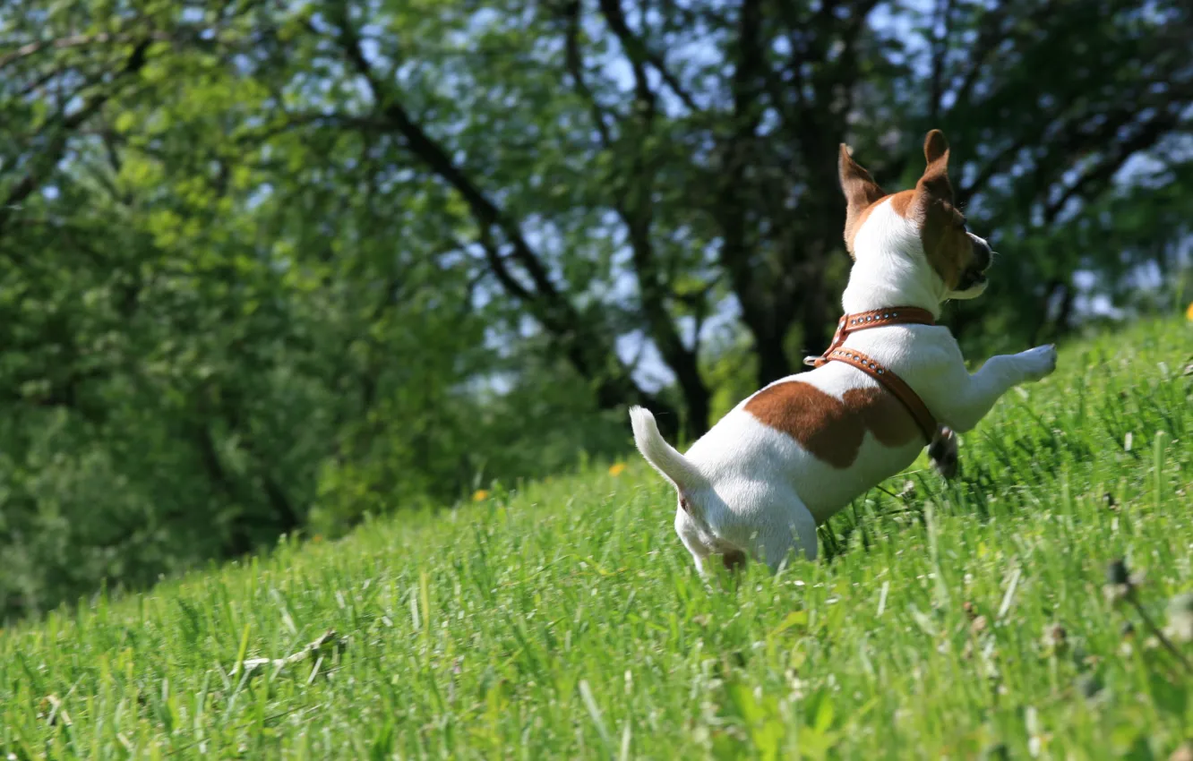 Фото обои трава, настроение, собака, прогулка, бежит, джек рассел терьер, радуется