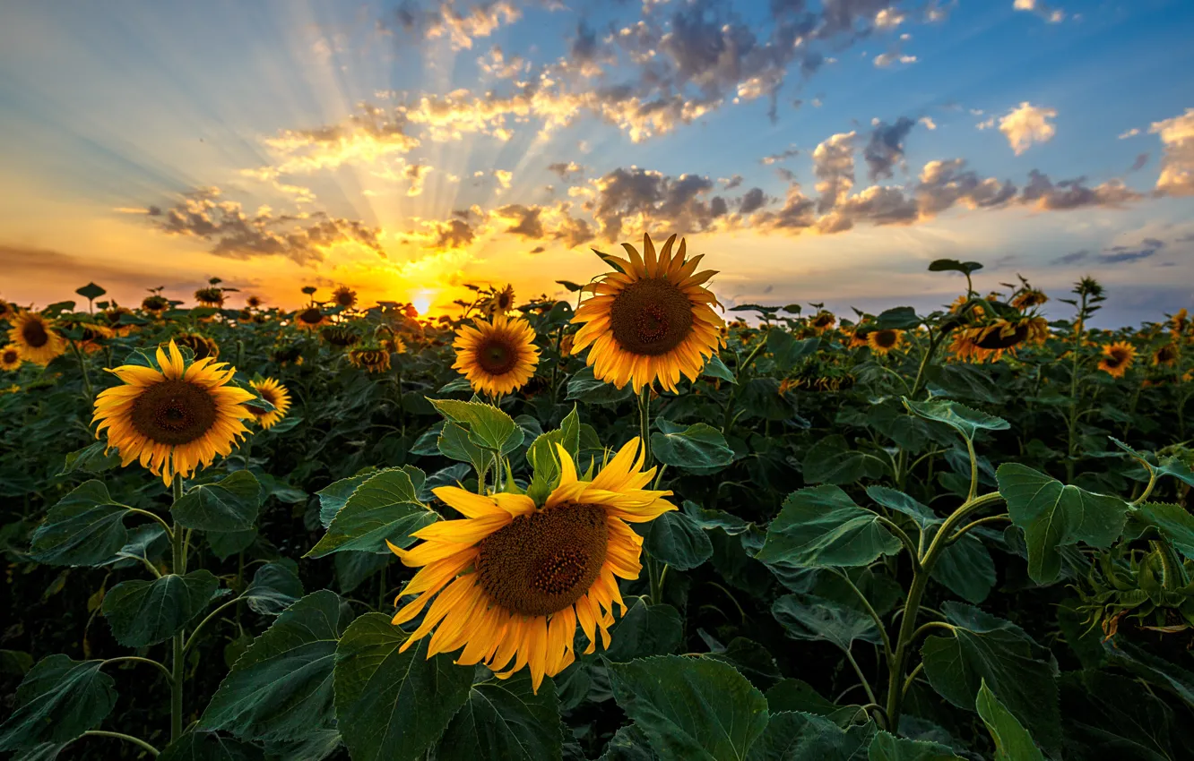 Фото обои sunset, plants, sunflowers