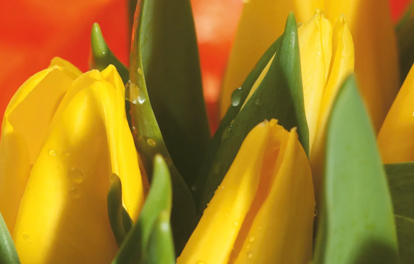 Фото обои капли, макро, цветы, желтый, букет, весна, Тюльпаны