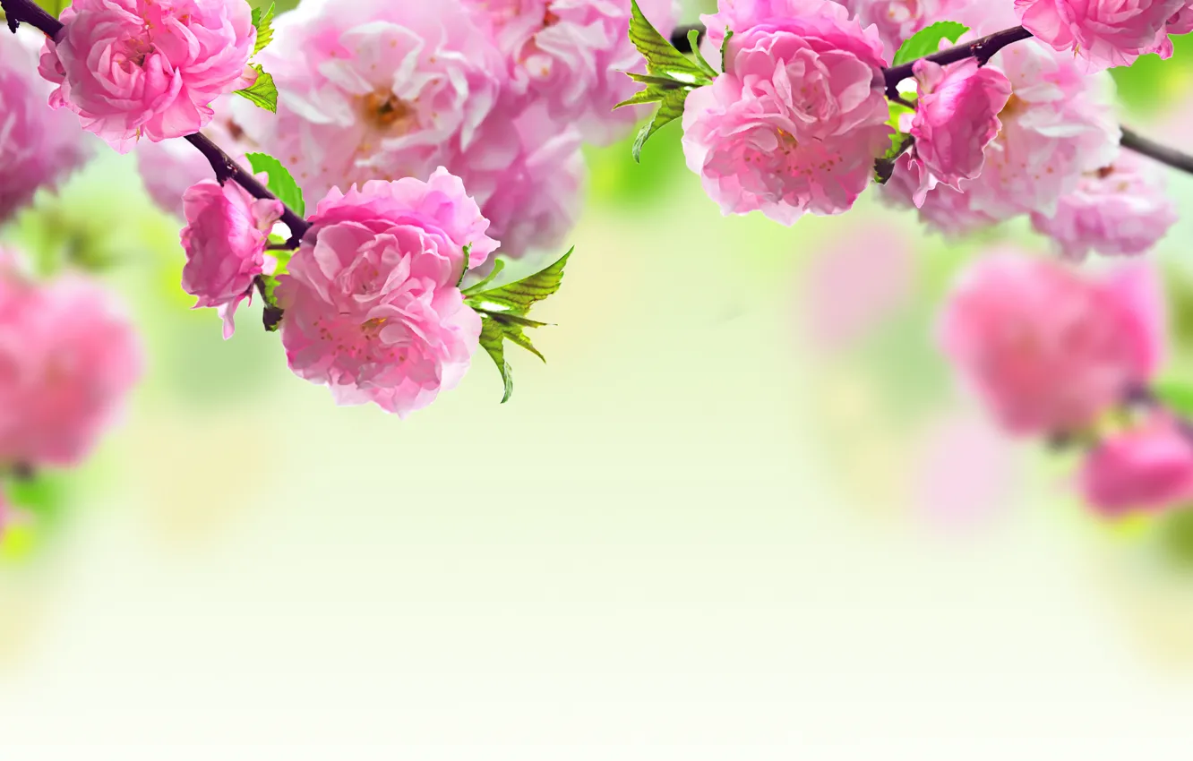 Фото обои цветы, ветки, весна, розовые, цветение