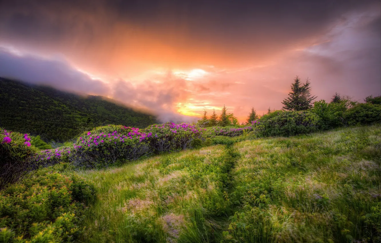 Фото обои небо, трава, закат, цветы