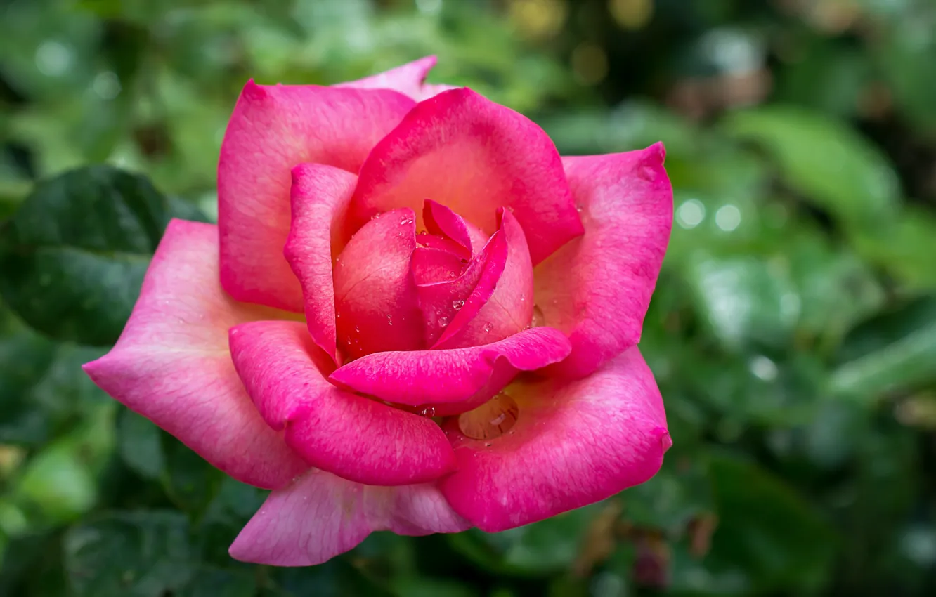 Фото обои розовая, роза, куст, бутон