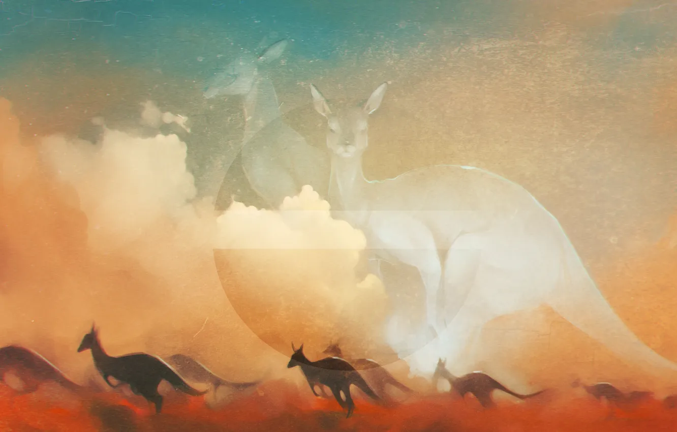Фото обои солнце, кенгуру, art, kangaroo
