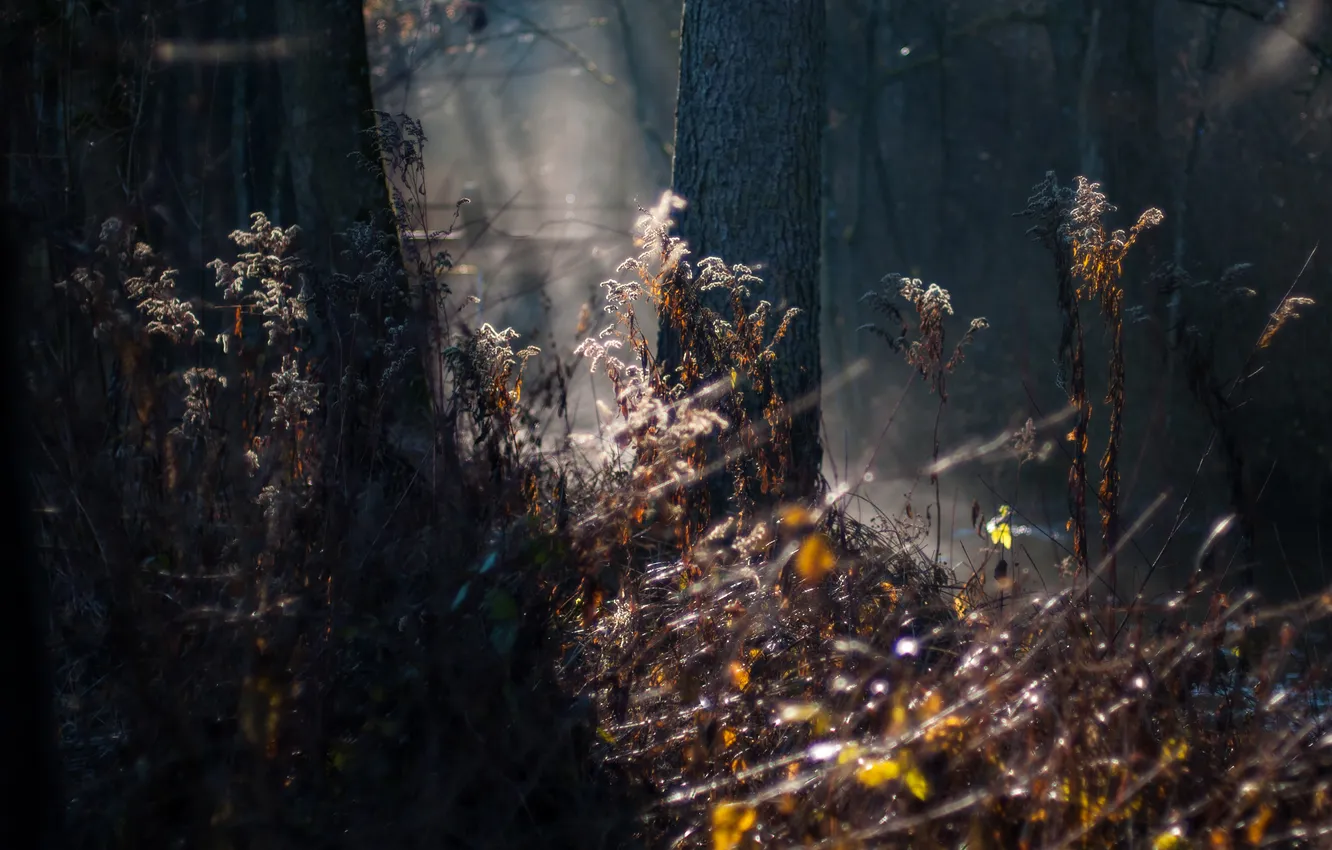 Фото обои лес, природа, Mystic Forest