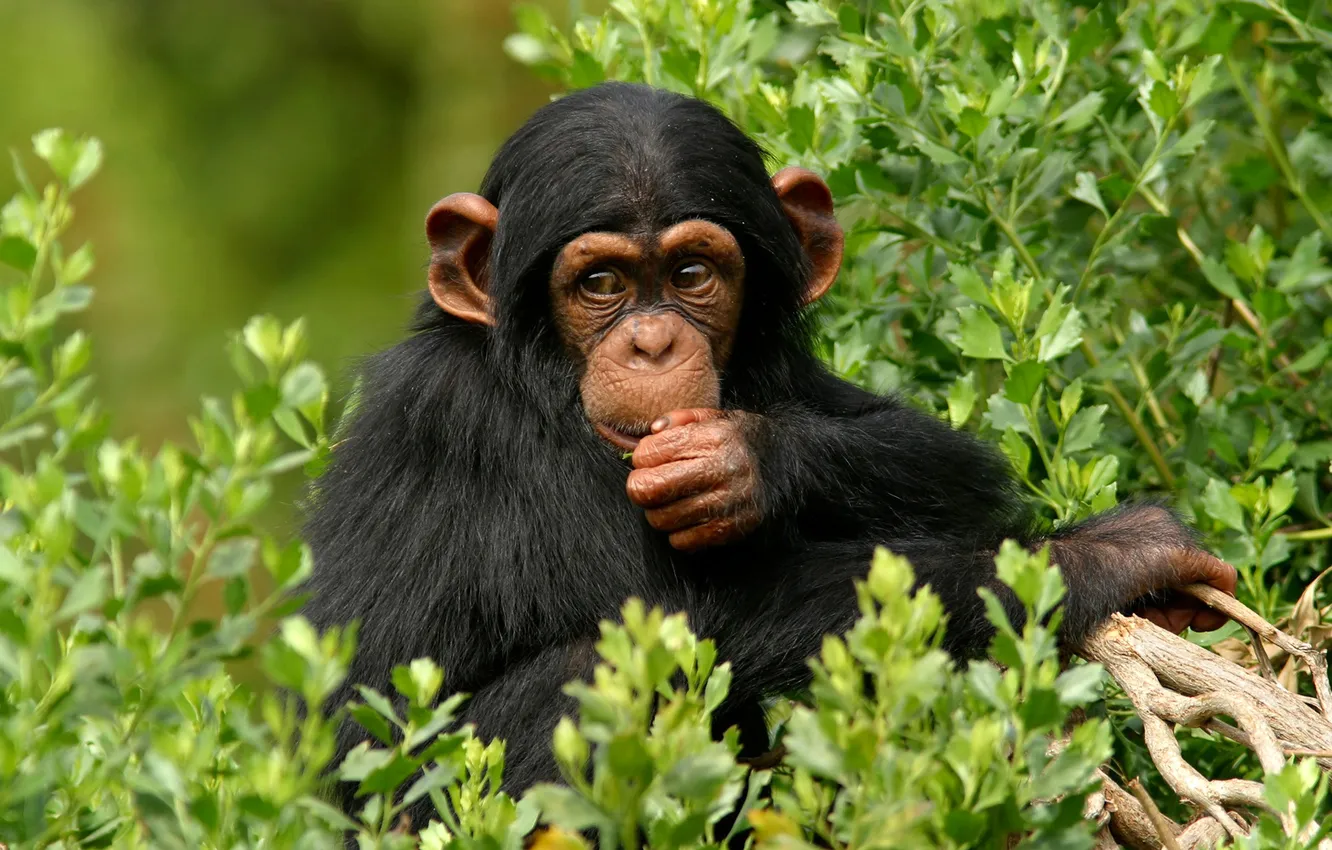 Фото обои лес, природа, обезьяна, шимпанзе, примат