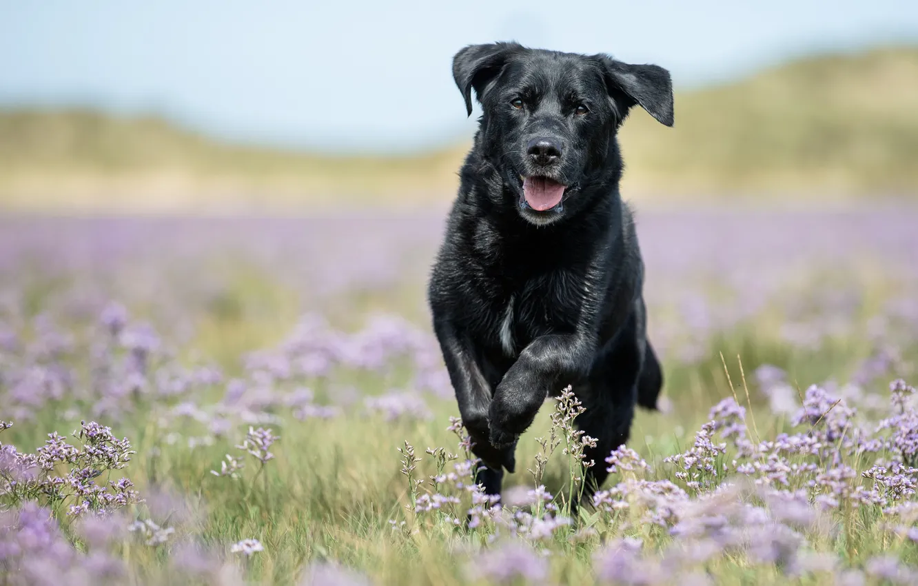 Фото обои цветы, собака, луг, прогулка, боке, Лабрадор-ретривер
