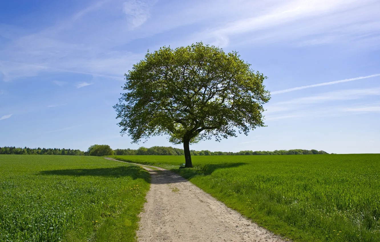 Фото обои дорога, зелень, поле, лето, небо, дерево