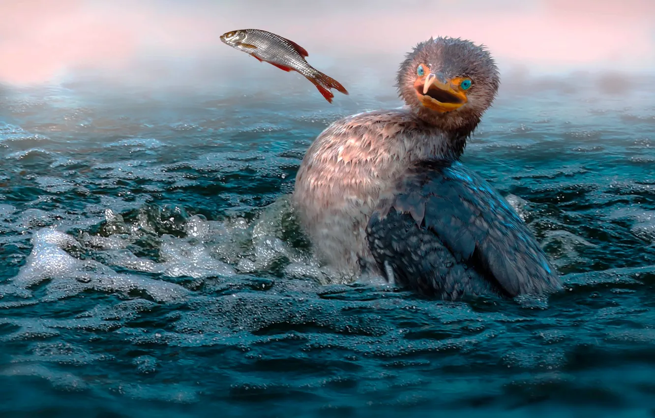 Фото обои море, птица, ситуация, рыба, добыча, баклан
