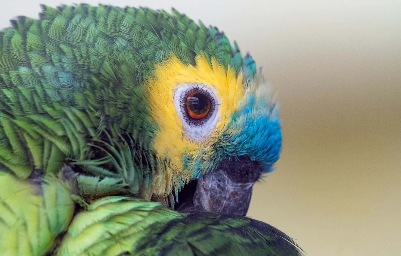 Фото обои colors, parrot, eye