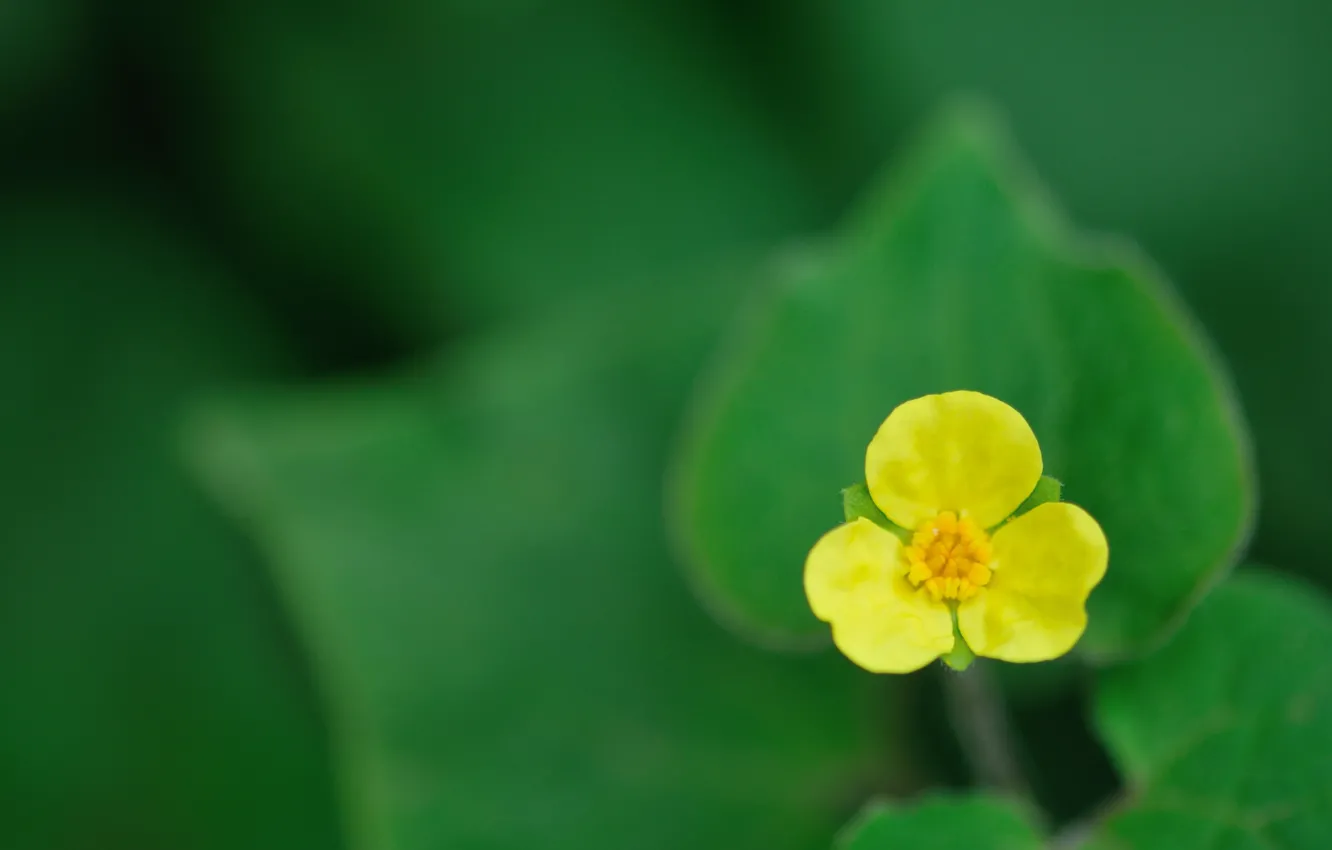 Фото обои листья, зеленые листья, leaves, боке, bokeh, green leaves, yellow flower, Желтый цветок