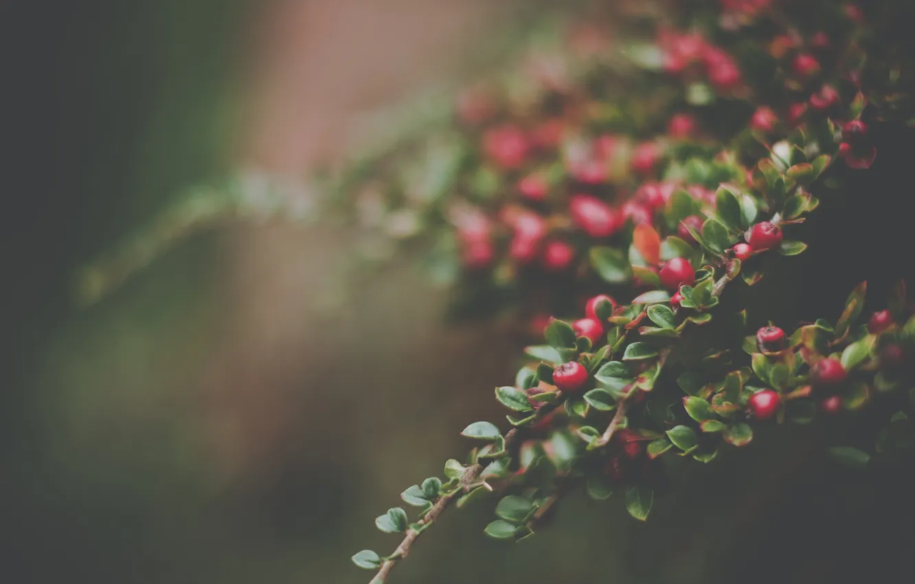 Фото обои макро, ягоды, шиповник, кусты