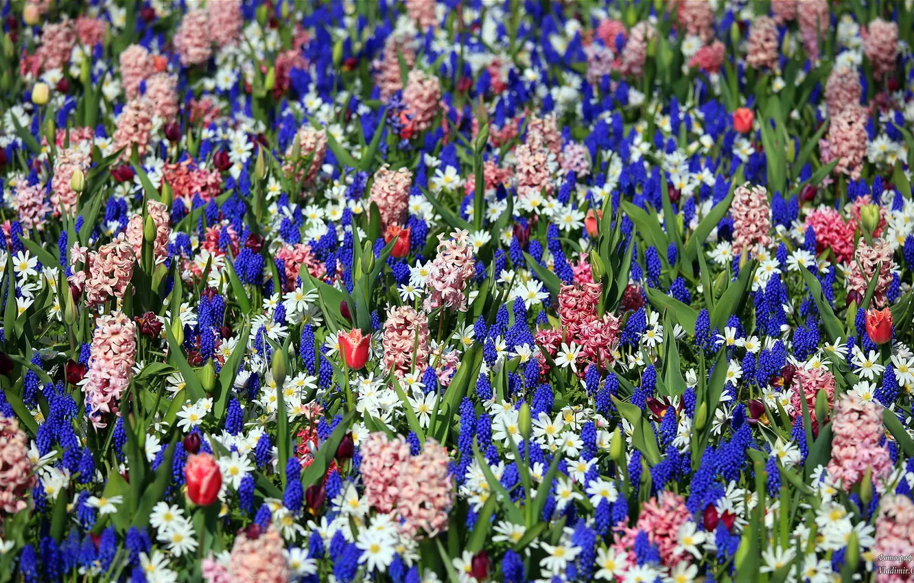 Фото обои цветы, красота, парк цветов Кекенхоф