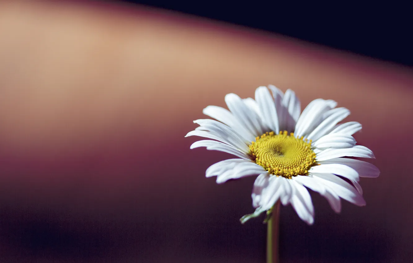 Фото обои цветок, фон, размытость, ромашка