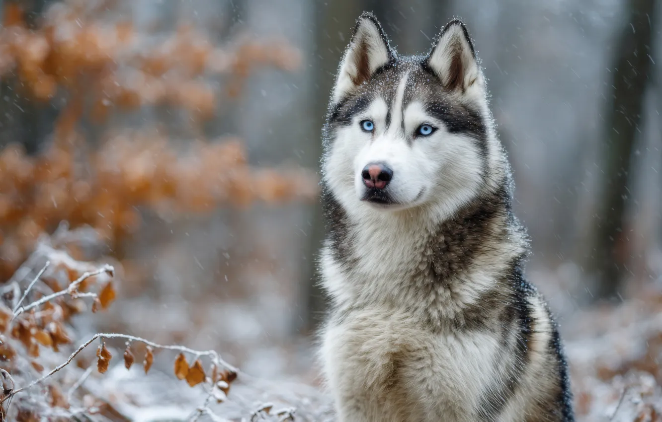Фото обои зима, осень, лес, взгляд, ветки, природа, поза, листва
