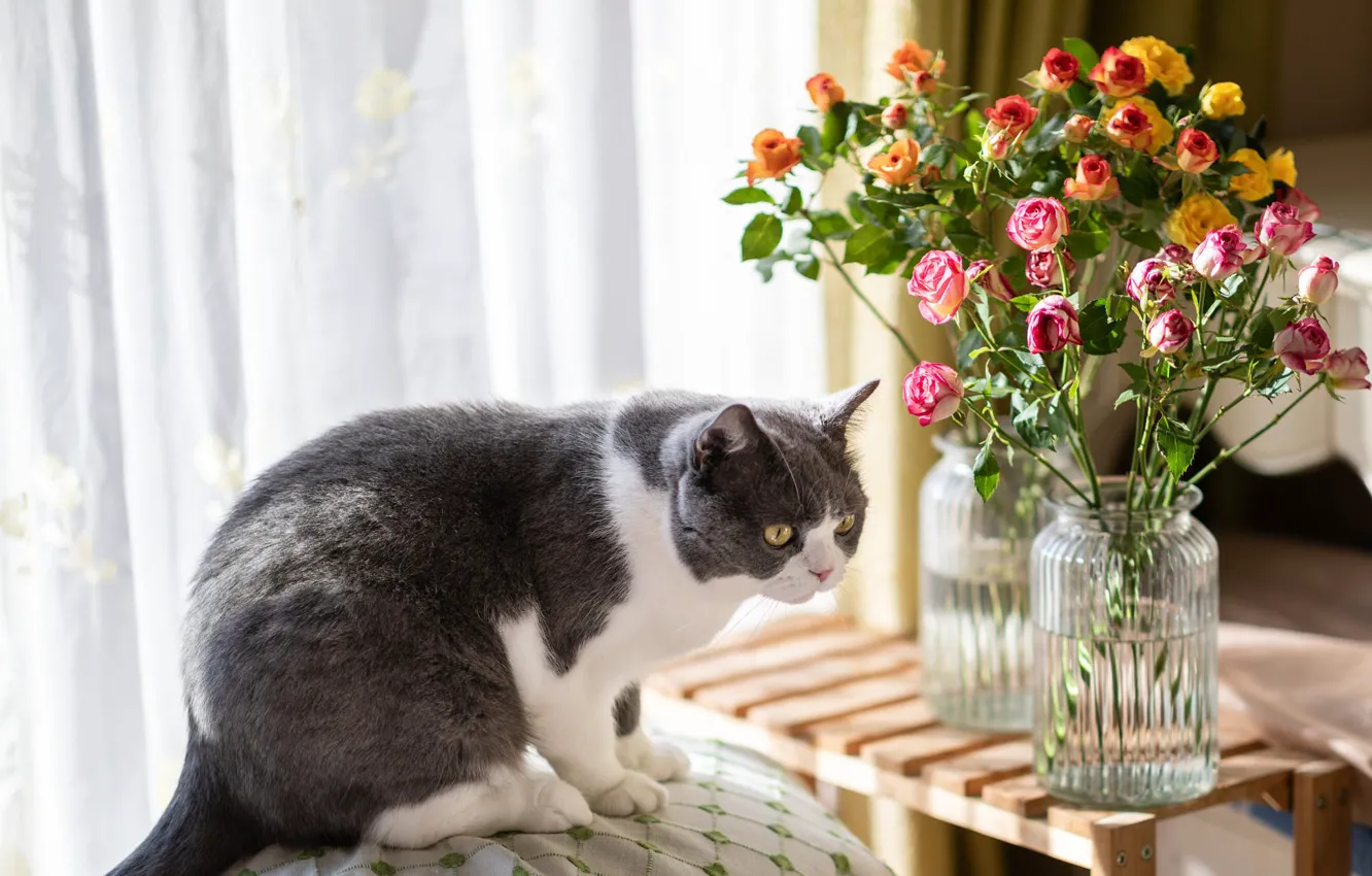 Фото обои кошка, кот, взгляд, свет, цветы, поза, розы, букет