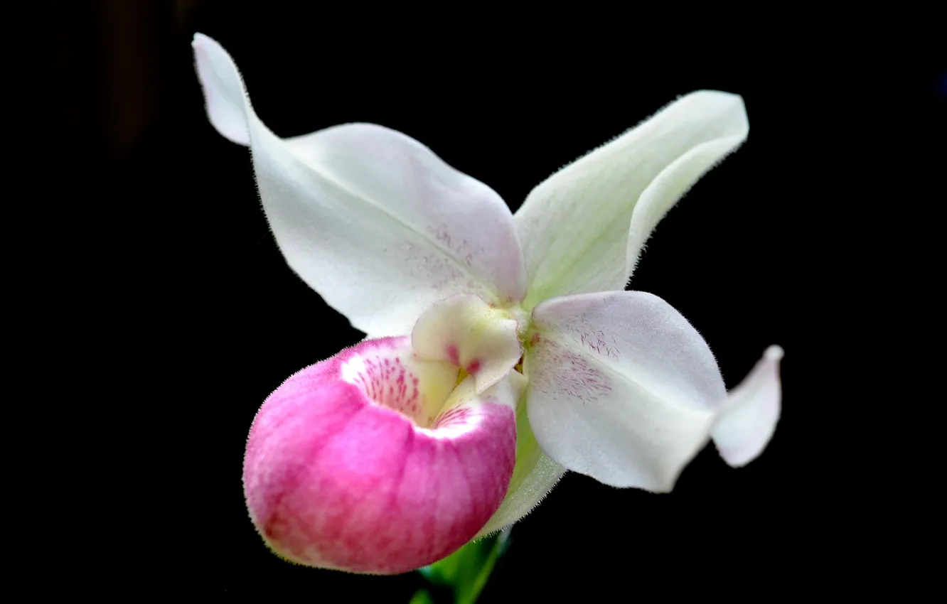 Фото обои лепестки, экзотика, орхидея