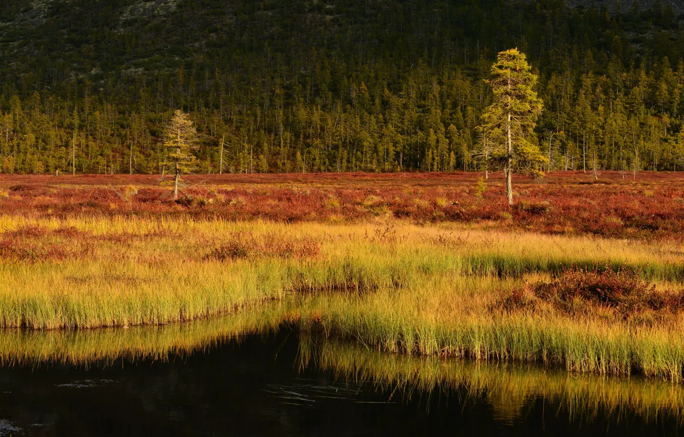 Фото обои осень, лес, трава, деревья, озеро, берег, сосна, водоес