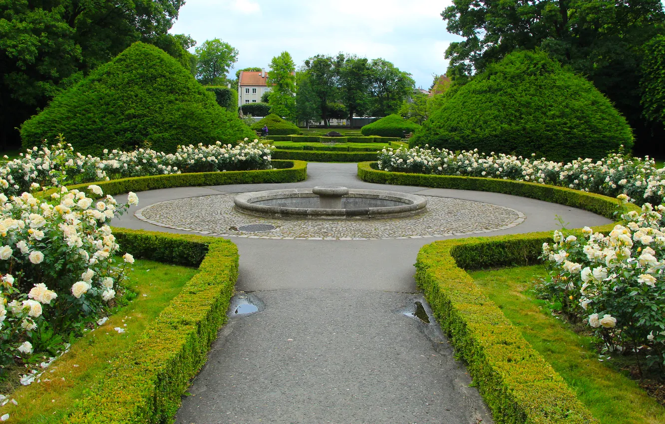Фото обои park, roses, alley