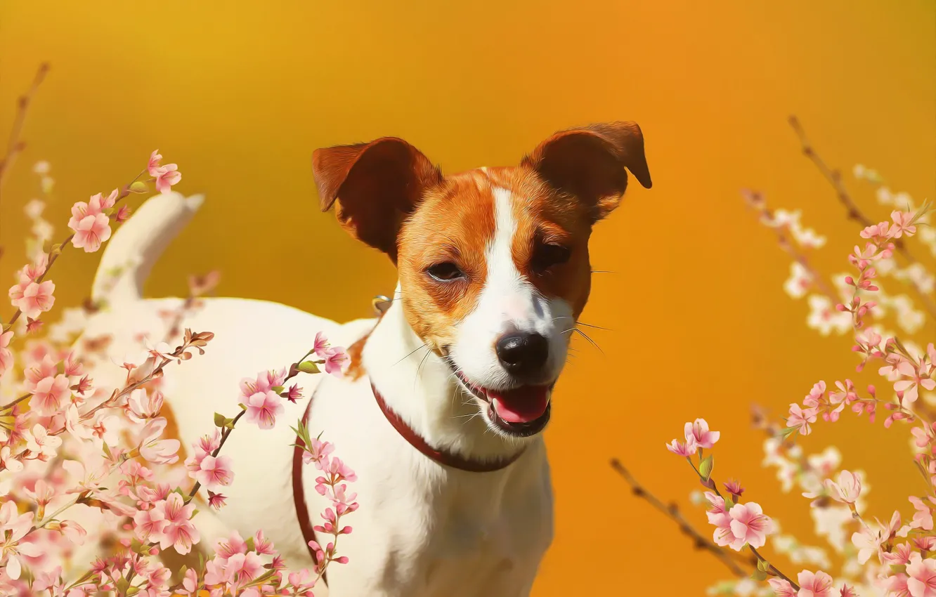 Фото обои взгляд, цветы, фон, собака, джек рассел терьер