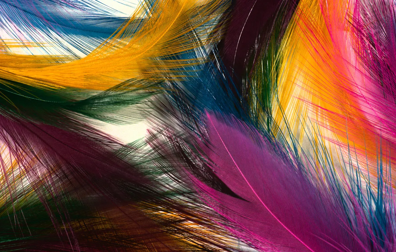 Фото обои цвета, яркие, текстура, перья
