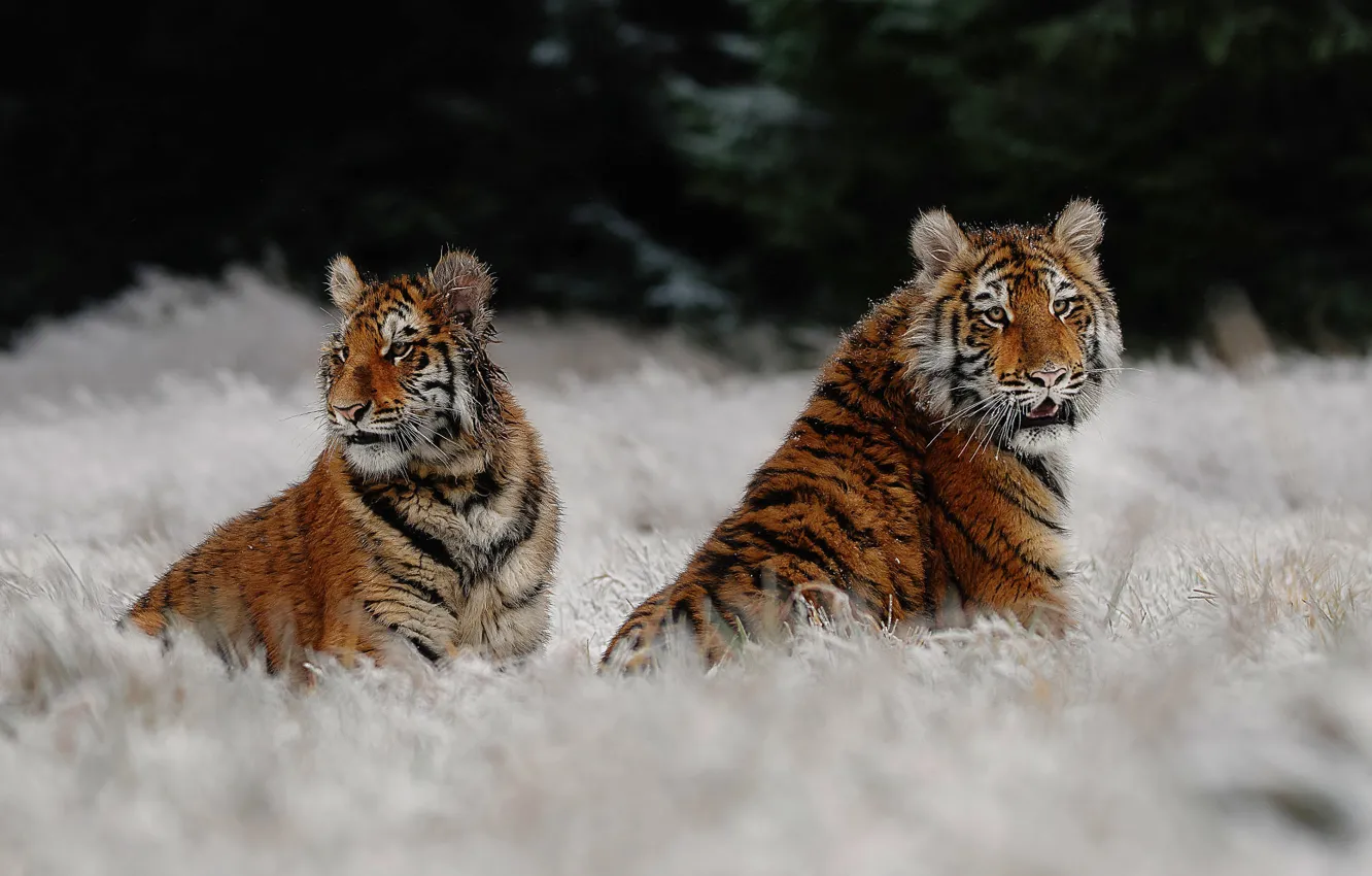 Фото обои зима, иней, лес, трава, снег, природа, тигр, парочка