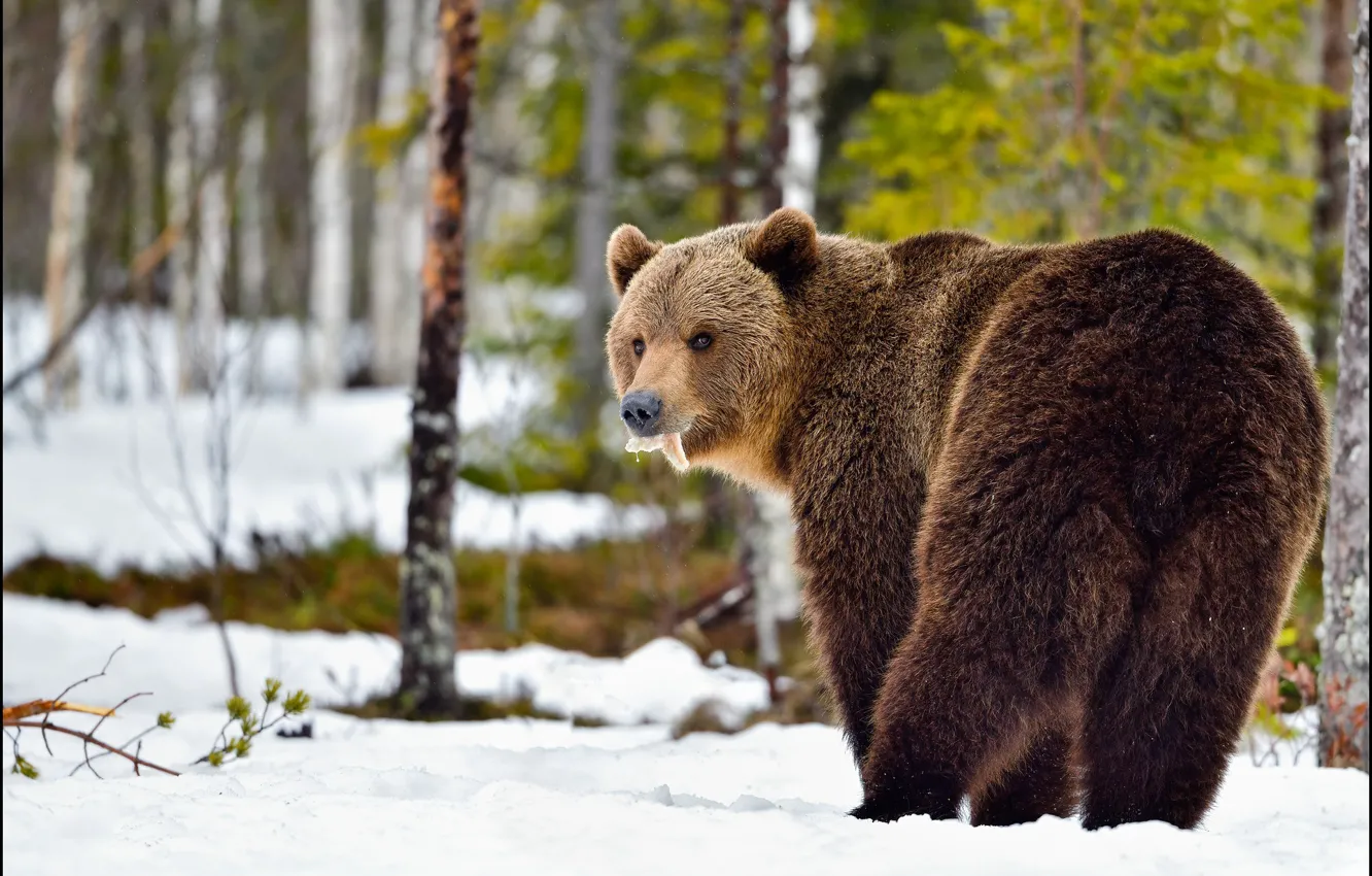 Фото обои зима, лес, взгляд, снег, природа, поза, медведь, мишка