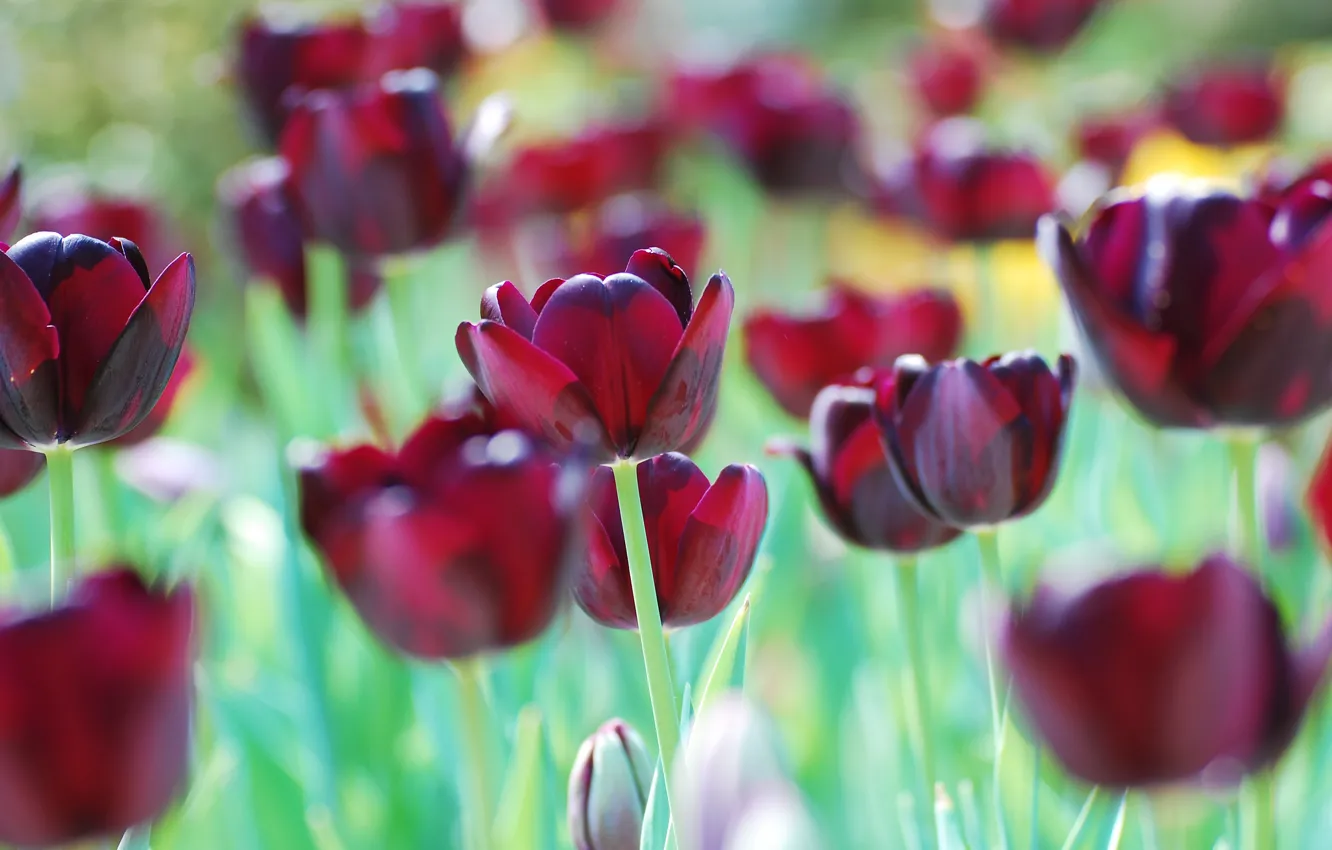 Фото обои весна, тюльпаны, клумба, бордовые